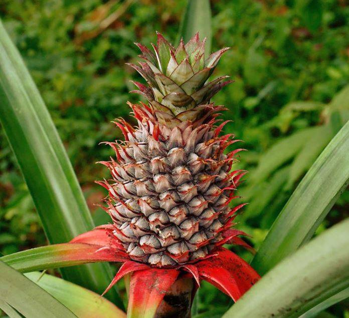 pineapple1.jpg