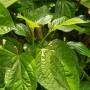 betel_leaf_1.jpg