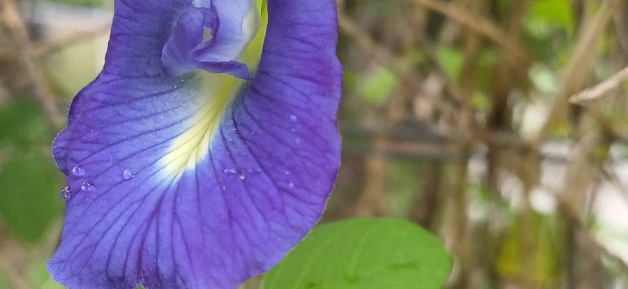 blue_pea_flower_1.jpg