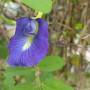 blue_pea_flower_1.jpg