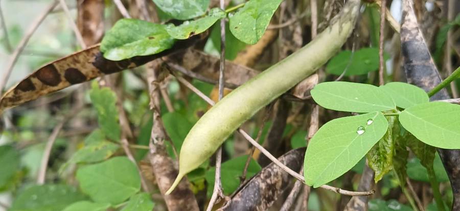 blue_pea_flower_3.jpg