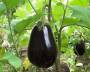 wiki:eggplant1.jpg