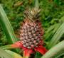 wiki:pineapple1.jpg
