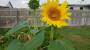 wiki:sunflower2.jpg